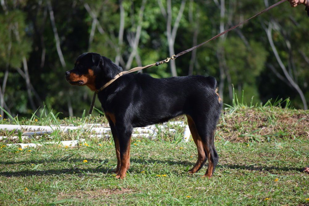 Dog — Kailua, HI — Von Lotus Haus Dogs