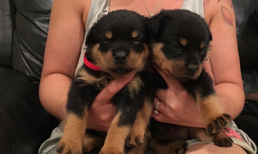 Four week old dogs — Kailua, HI — Von Lotus Haus Dogs
