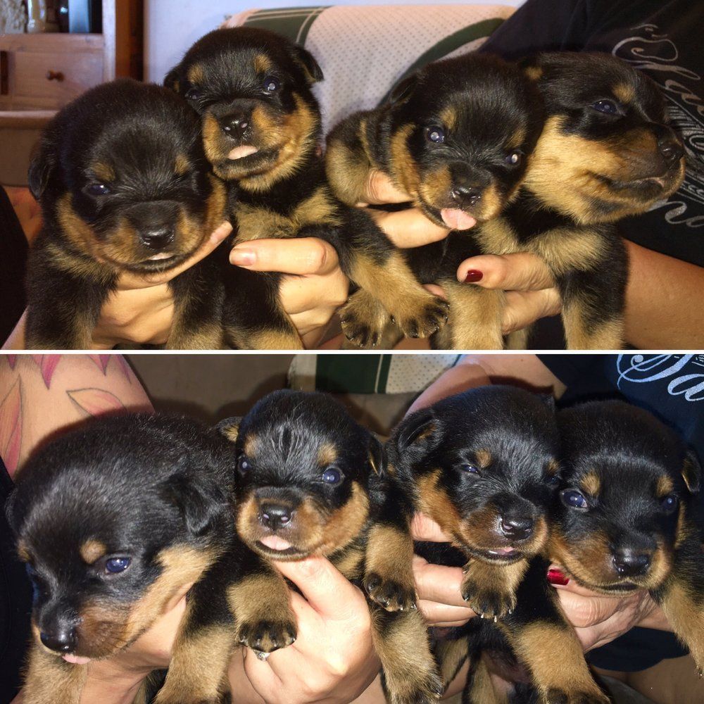 Puppies — Kailua, HI — Von Lotus Haus Dogs