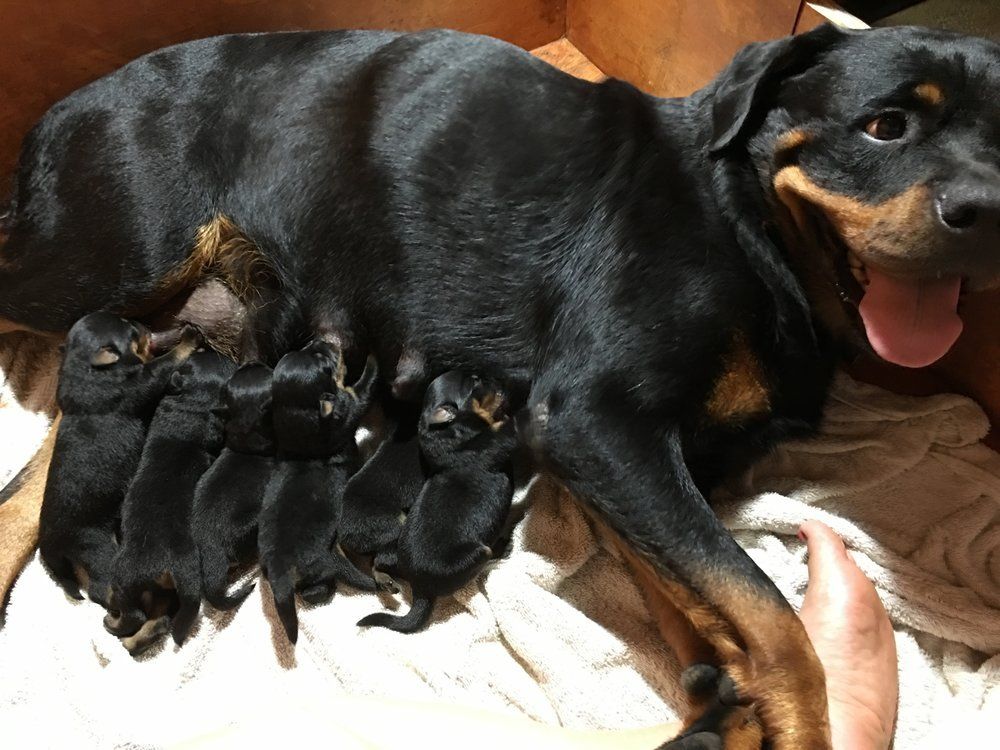 Three day old — Kailua, HI — Von Lotus Haus Dogs