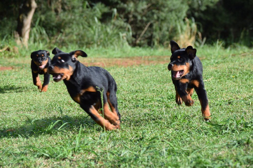 Running puppies — Kailua, HI — Von Lotus Haus Dogs