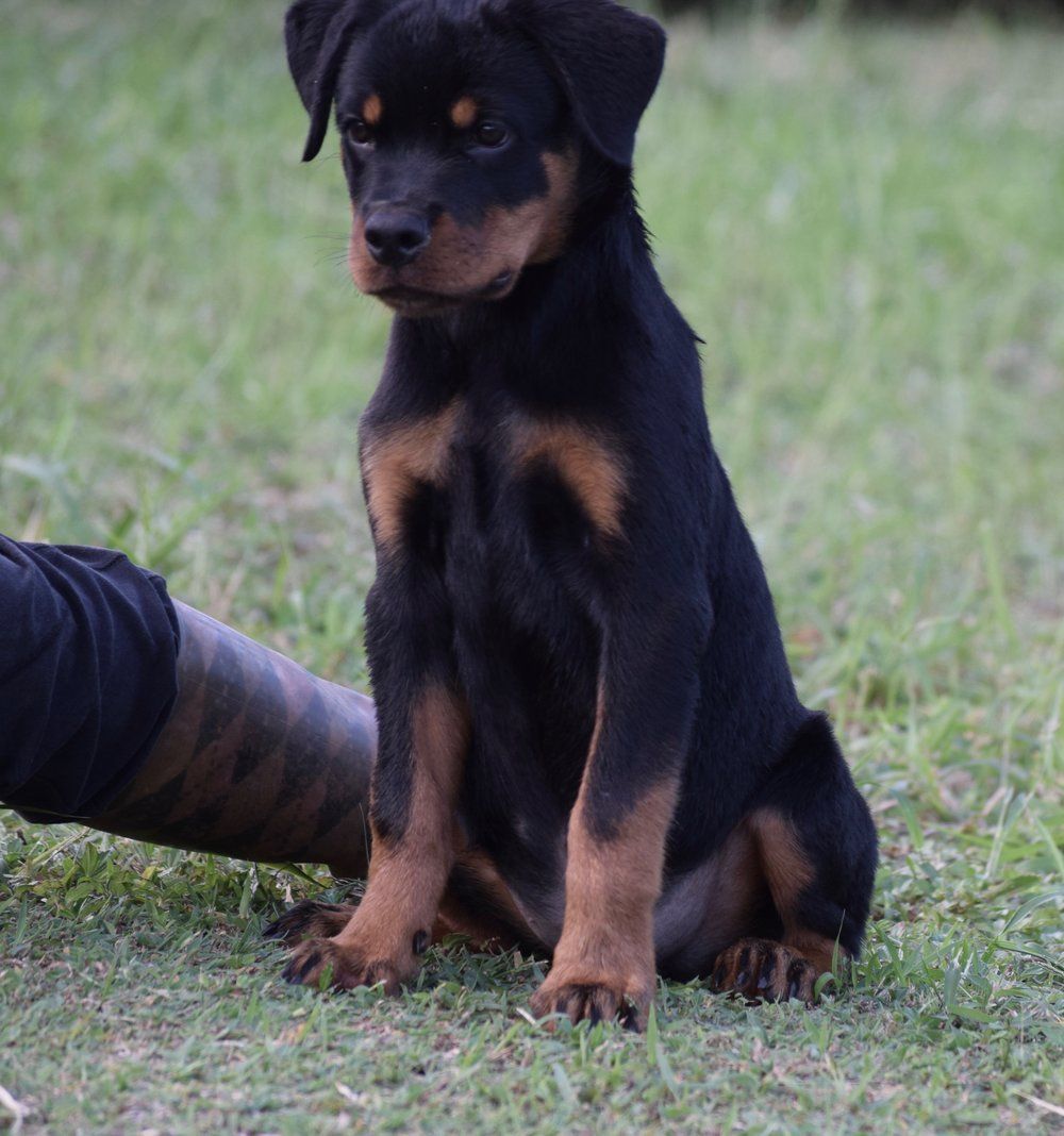 Puppy — Kailua, HI — Von Lotus Haus Dogs