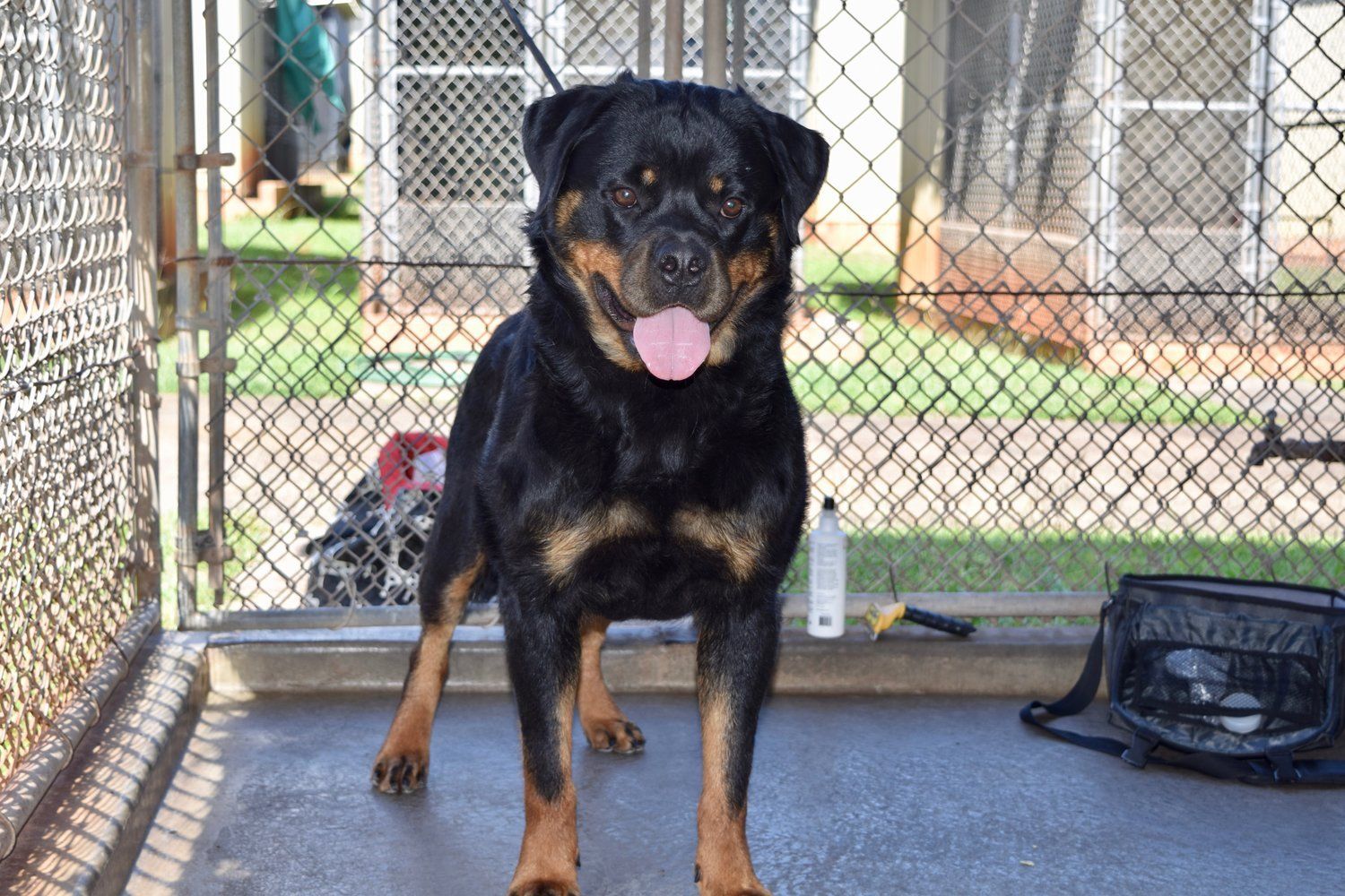 Maserati — Kailua, HI — Von Lotus Haus Dogs