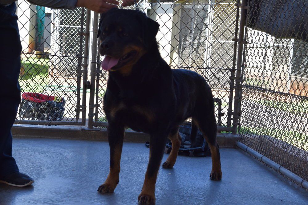 Farina — Kailua, HI — Von Lotus Haus Dogs