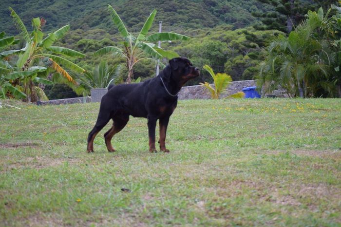 Rottweiler — Kailua, HI — Von Lotus Haus Dogs