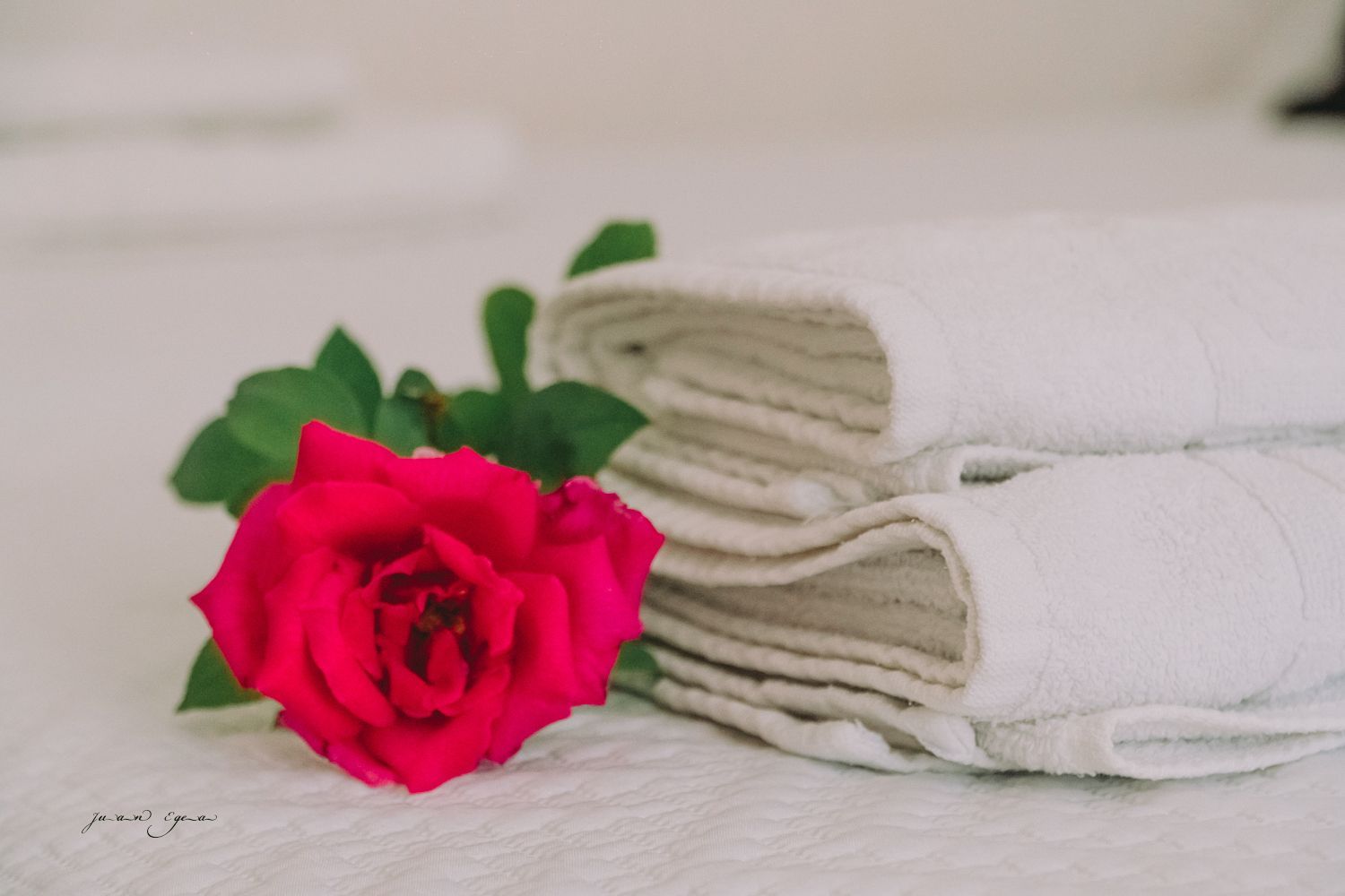 Rosa roja junto a una pila de toallas blancas sobre una cama.