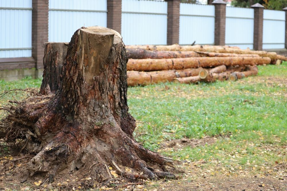 A tree stump is sitting in the grass next to a pile of logs.