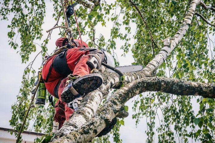 Arborist in red suit cutting tree branch with chainsaw.
