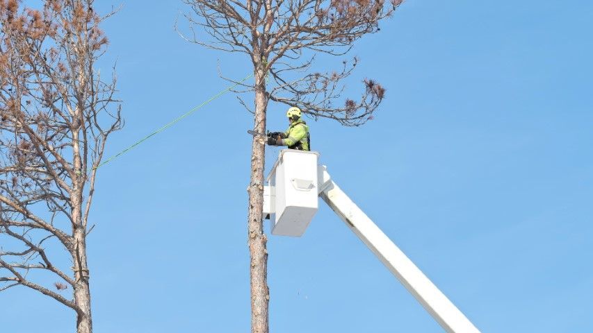 Arborist in bucket truck trimming a tall pine tree against a clear blue sky.