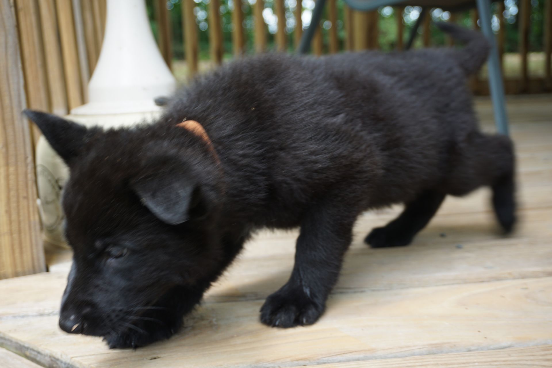 A black puppy is sniffing something on a wooden deck