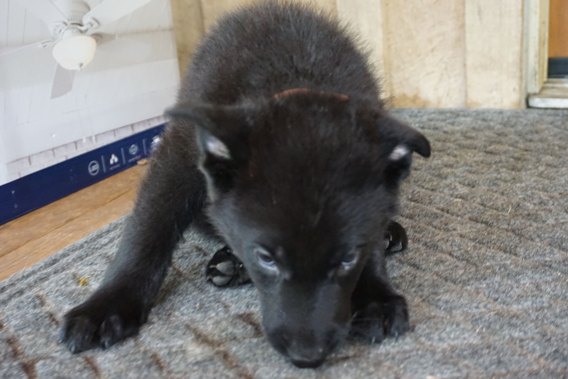 A black puppy is laying on a rug in front of a ceiling fan.