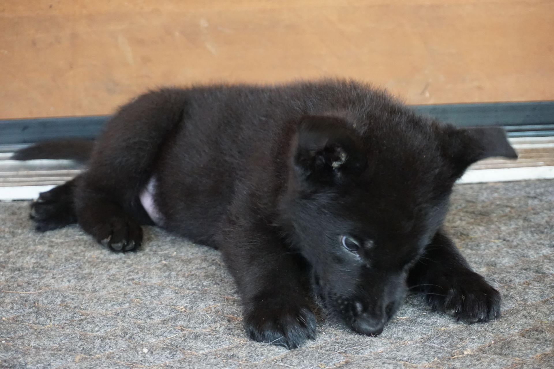 A black puppy is laying on the floor looking at the camera.