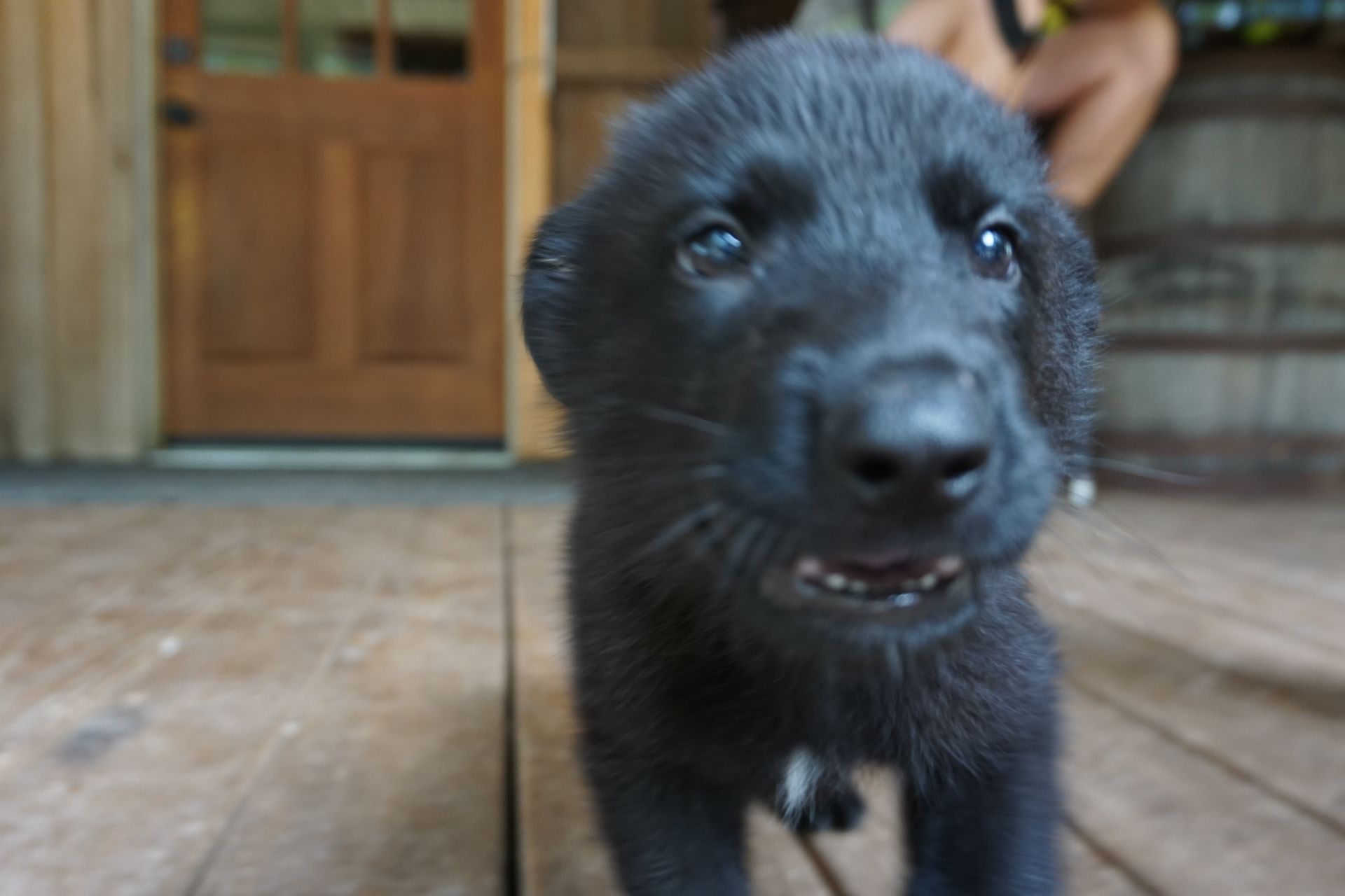 A black puppy is standing on a wooden deck looking at the camera.