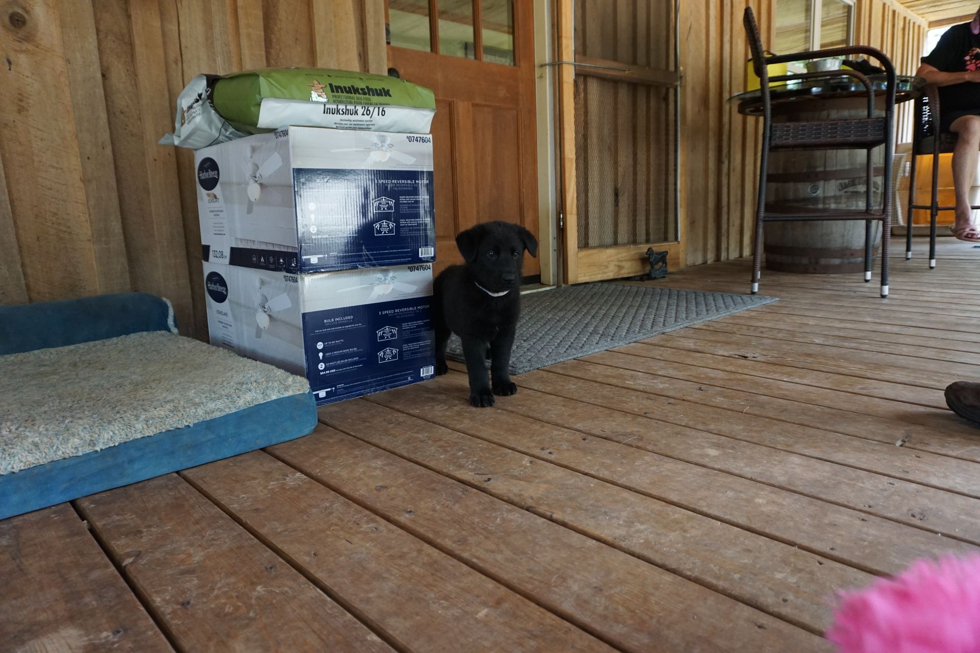 A black puppy is standing on a wooden deck