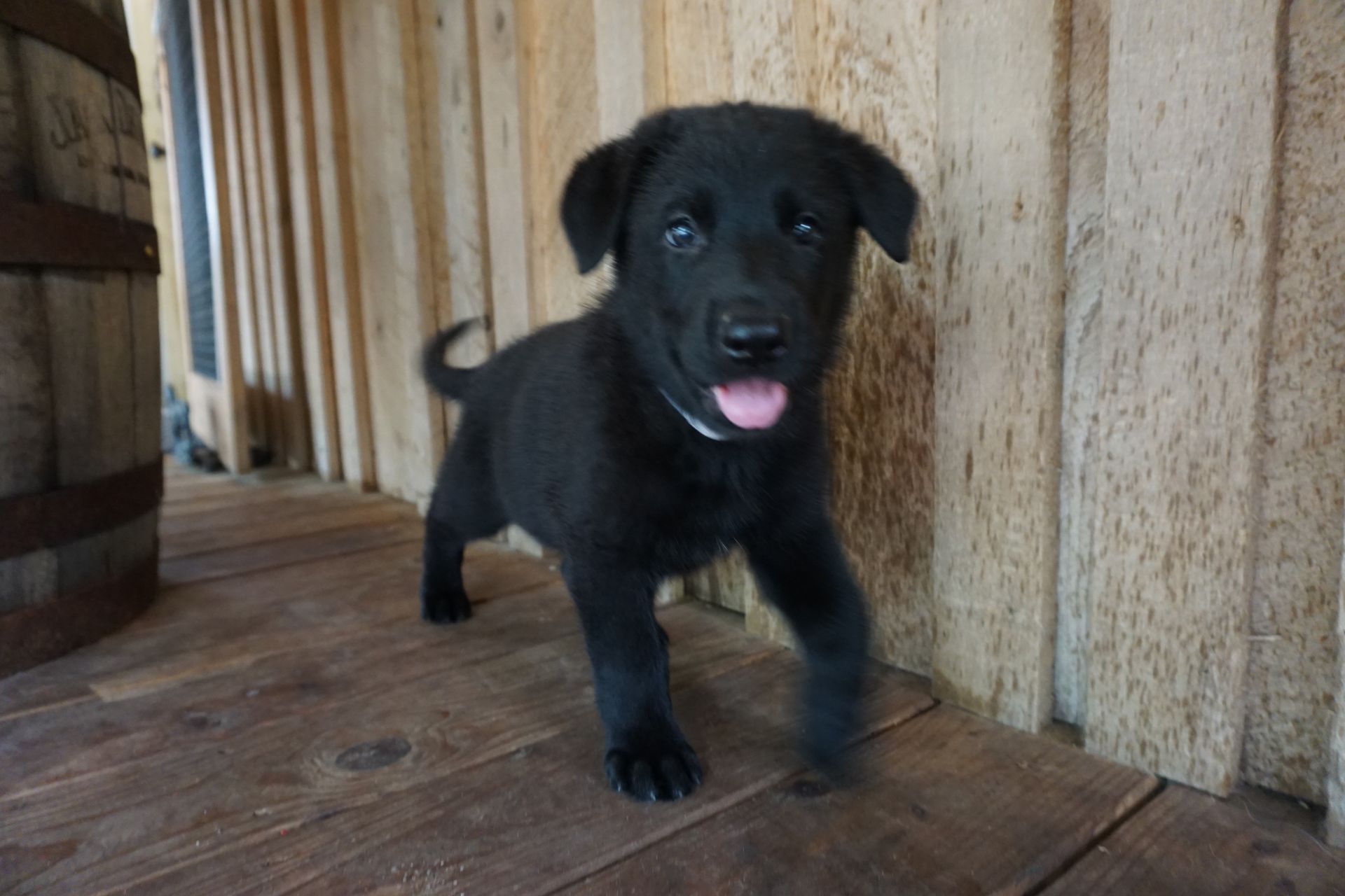 A black puppy is standing on a wooden floor next to a wooden fence.