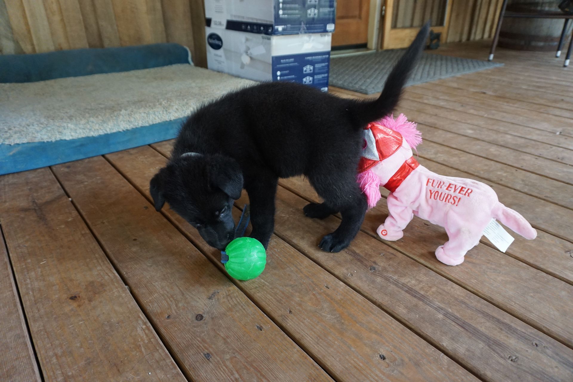 Two puppies are playing with a toy on a wooden deck.