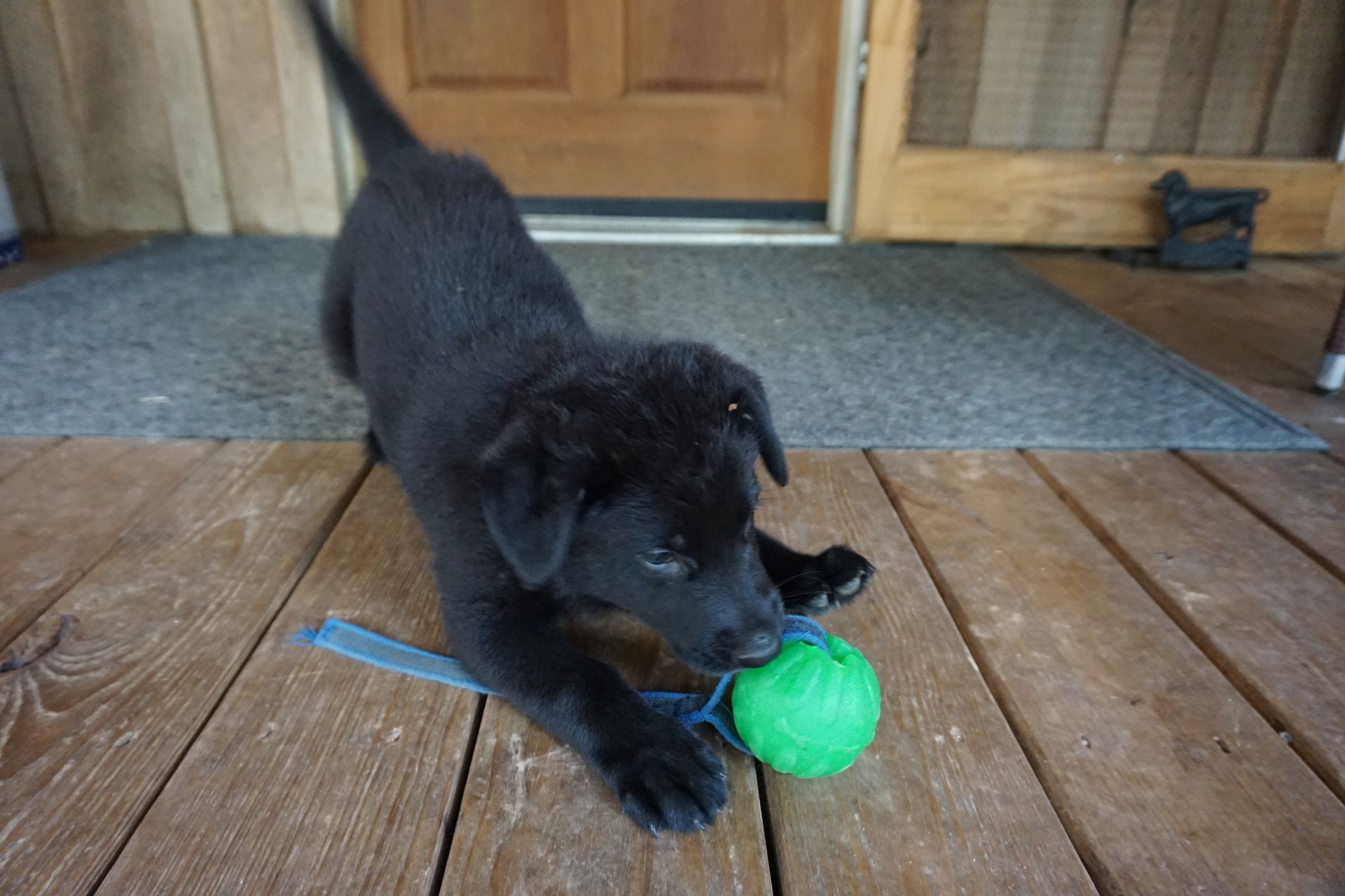 A black puppy is playing with a green ball on a wooden deck.