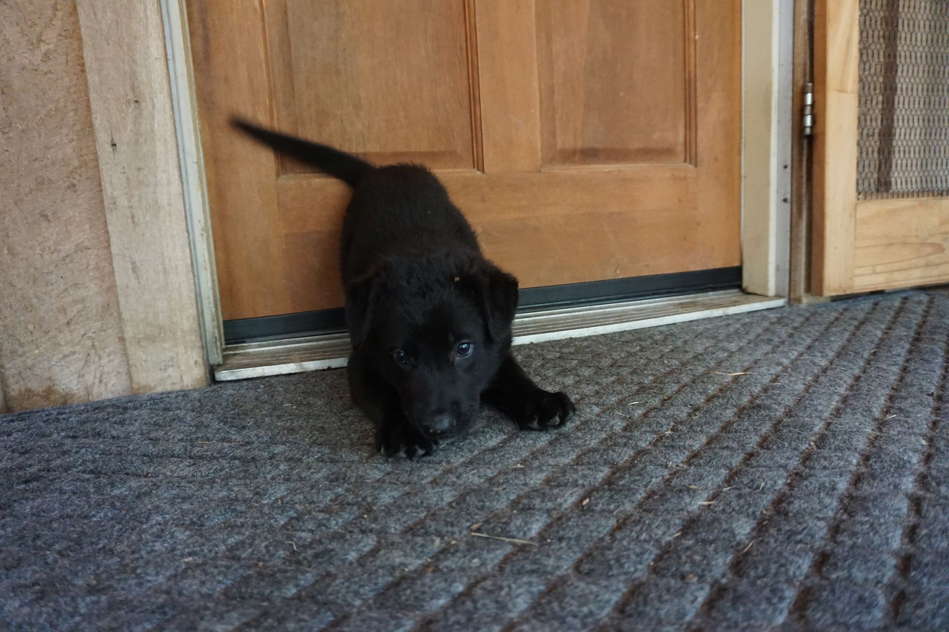 A black puppy is standing in front of a door.