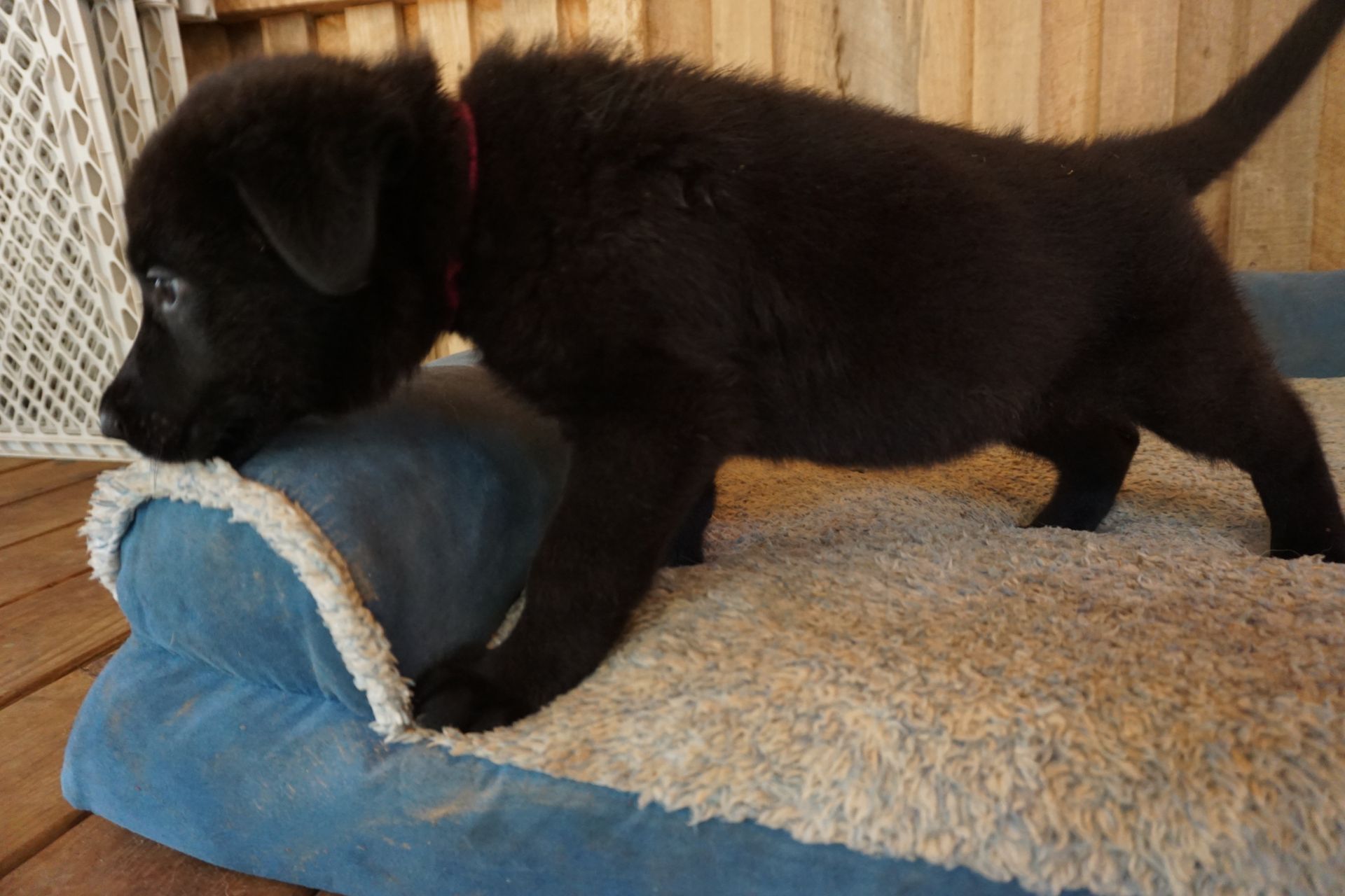 A black puppy is standing on top of a blue dog bed.