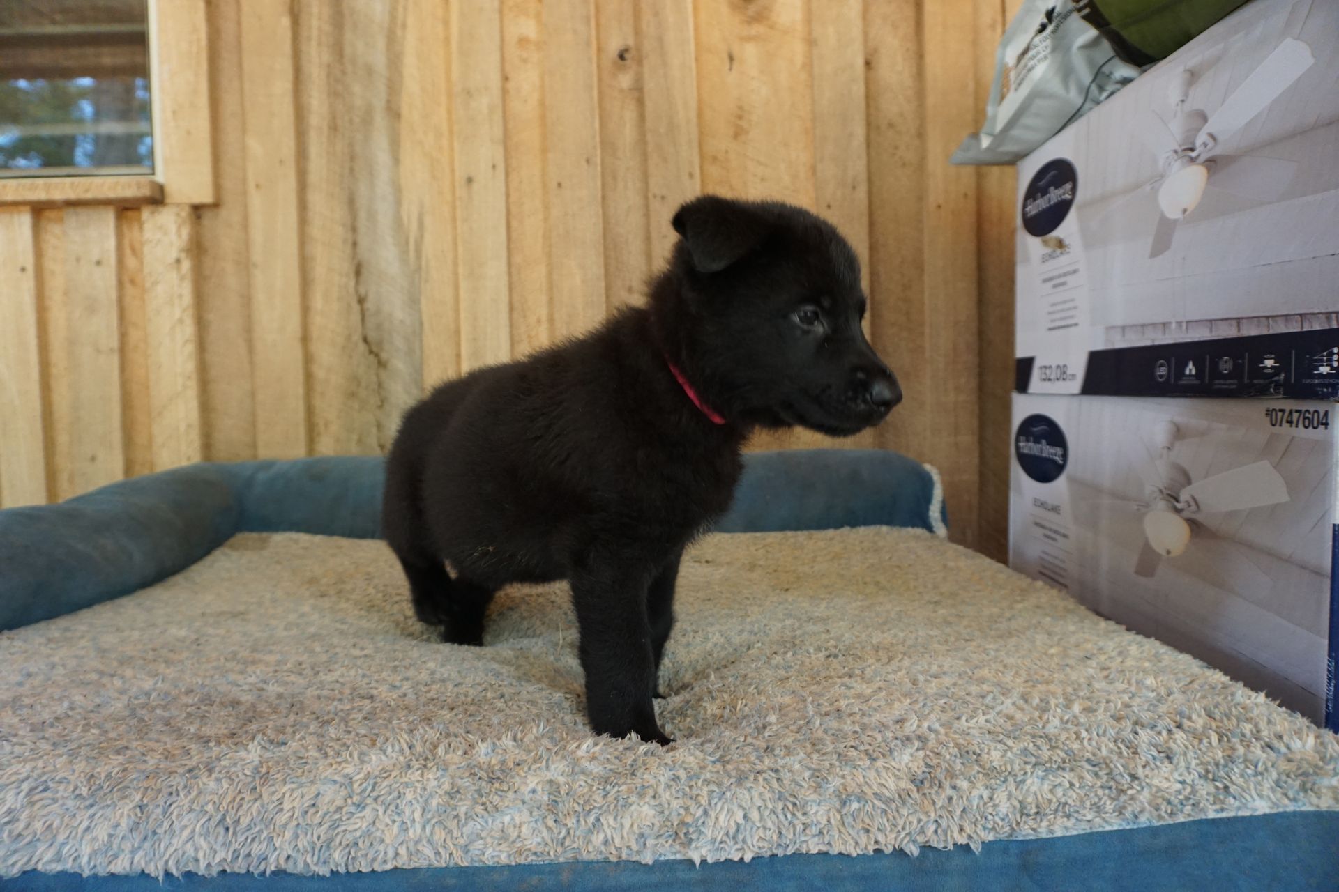 A black puppy with a red collar is standing on a bed.