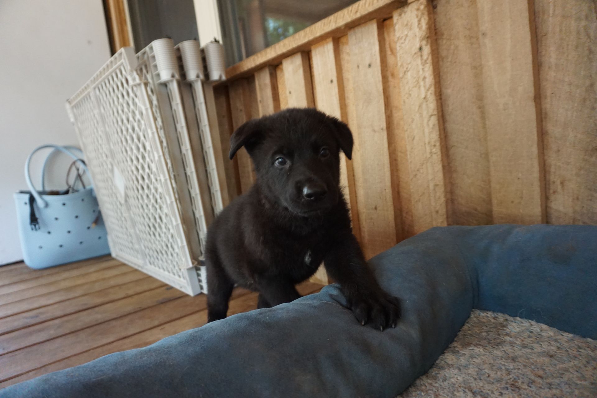 A black puppy is standing on top of a dog bed on a porch.