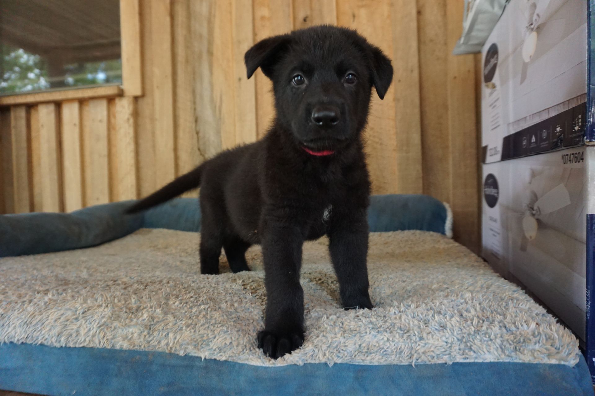 A small black puppy is standing on a bed in front of a wooden wall.