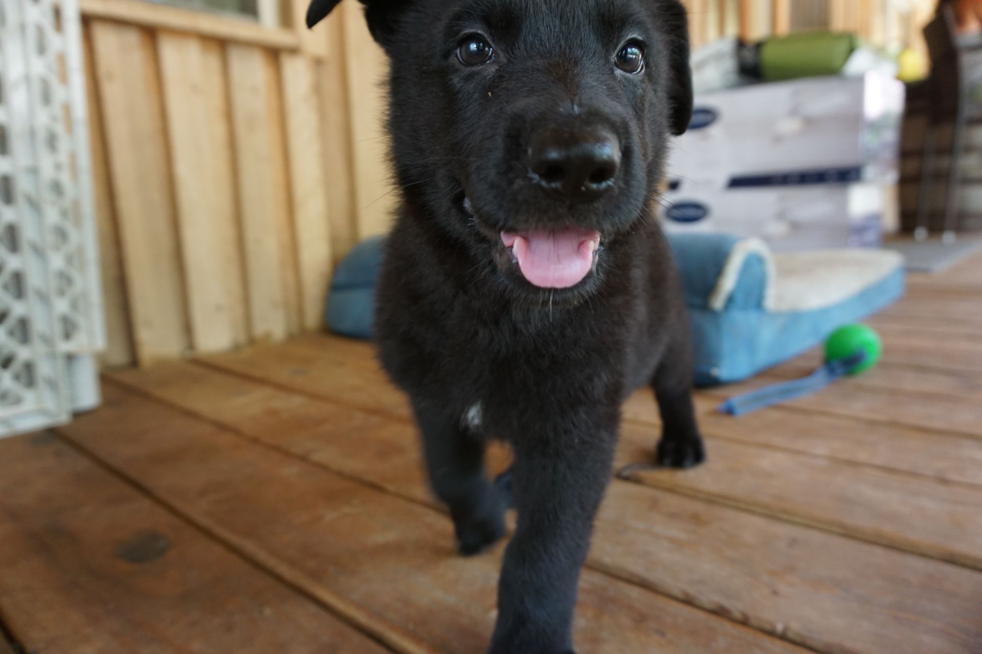 A black puppy is walking on a wooden deck.