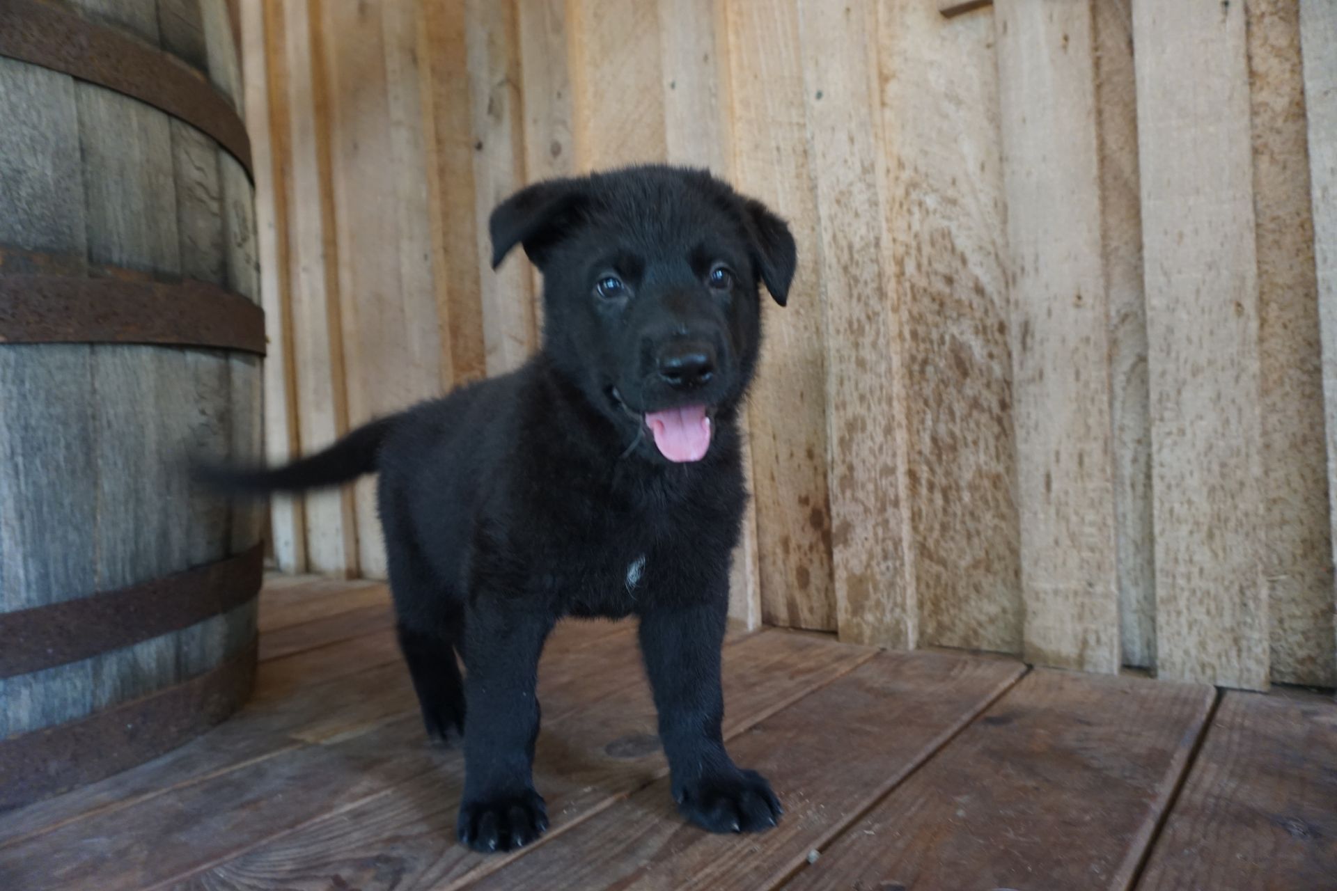 A black puppy is standing on a wooden deck next to a wooden barrel.