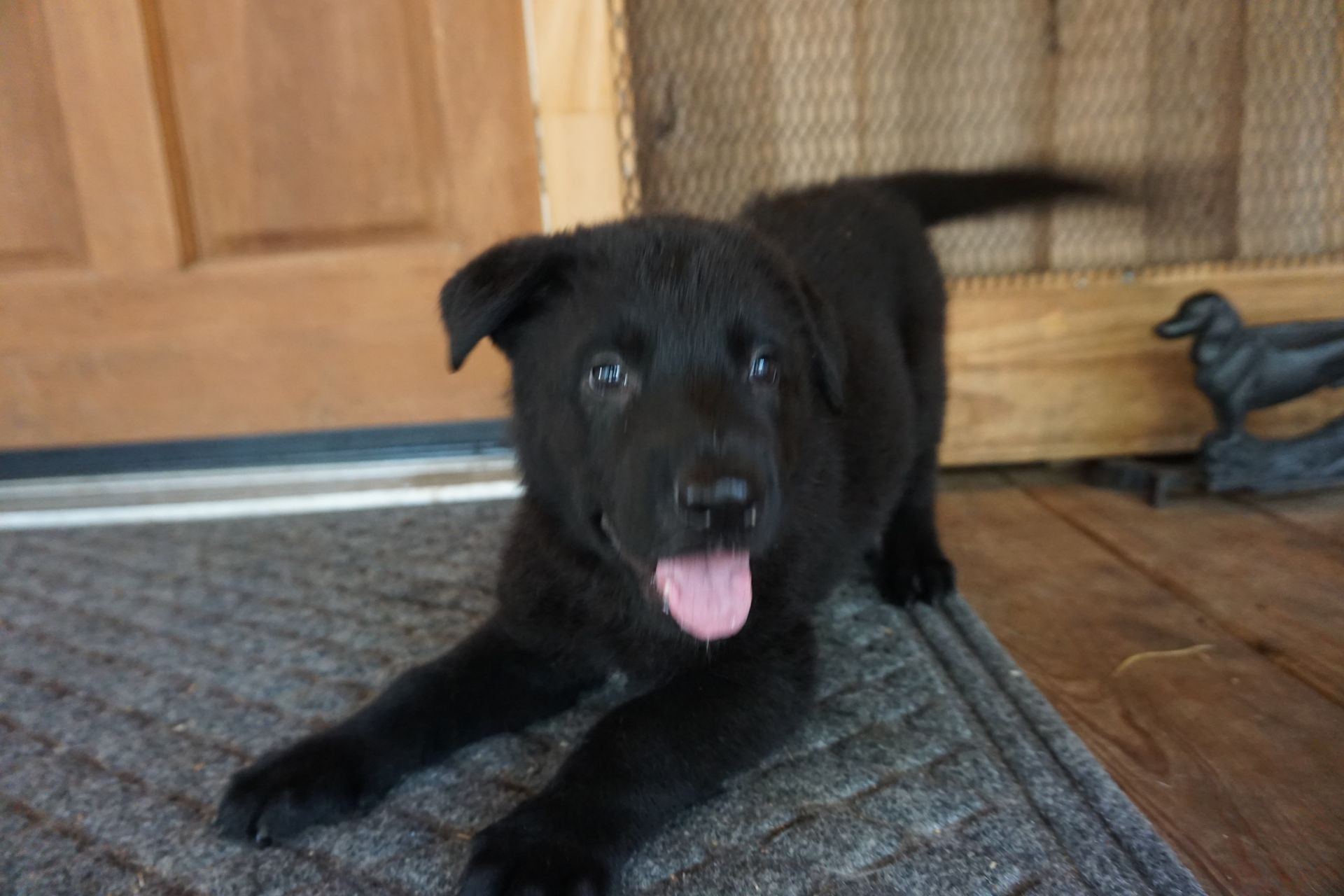 A black puppy is laying on a rug in front of a door.