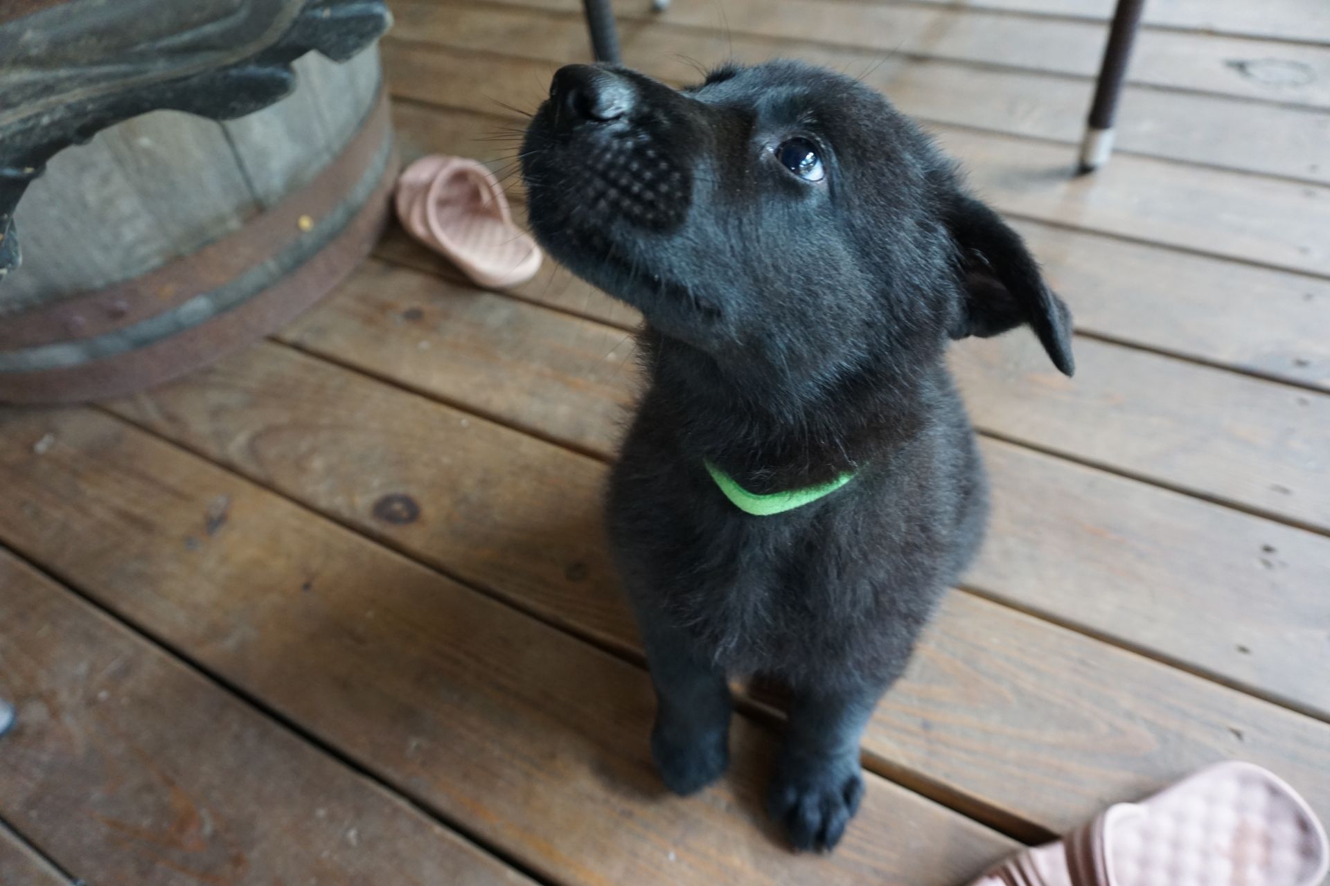 A black puppy with a green collar is looking up on a wooden deck