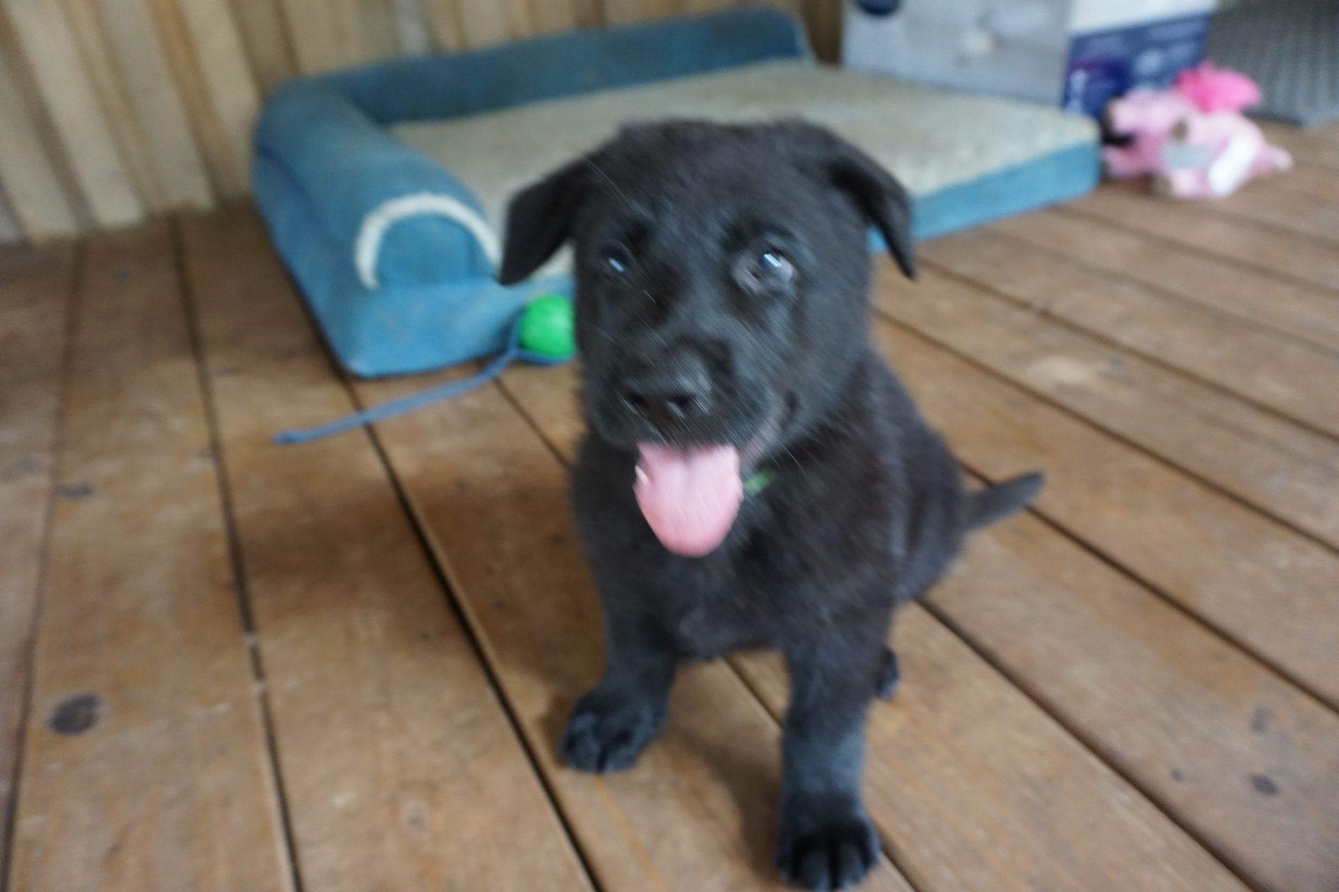 A black puppy is sitting on a wooden floor next to a dog bed