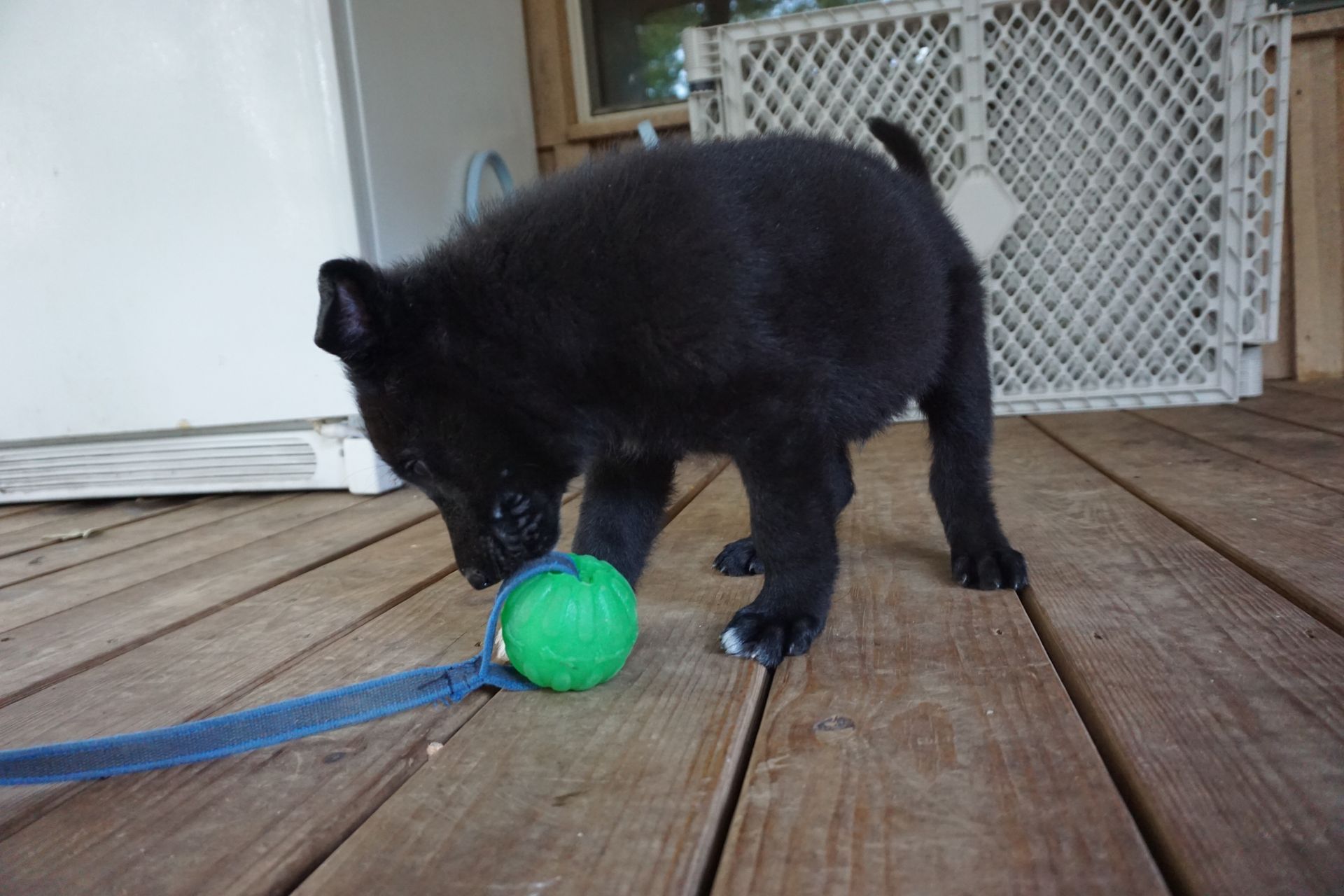 A black puppy is playing with a green ball on a wooden deck.