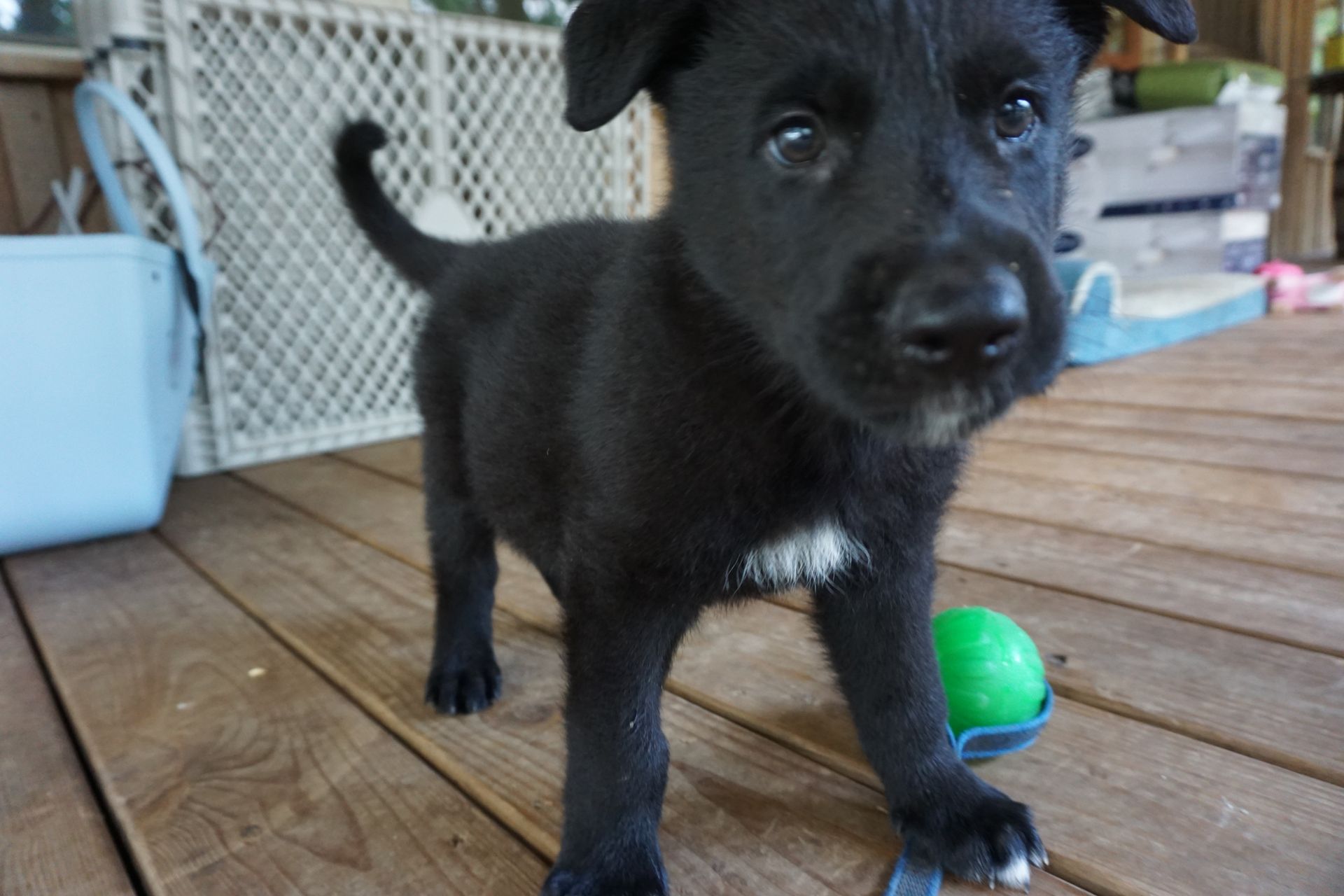 A black puppy is standing on a wooden deck next to a green ball.