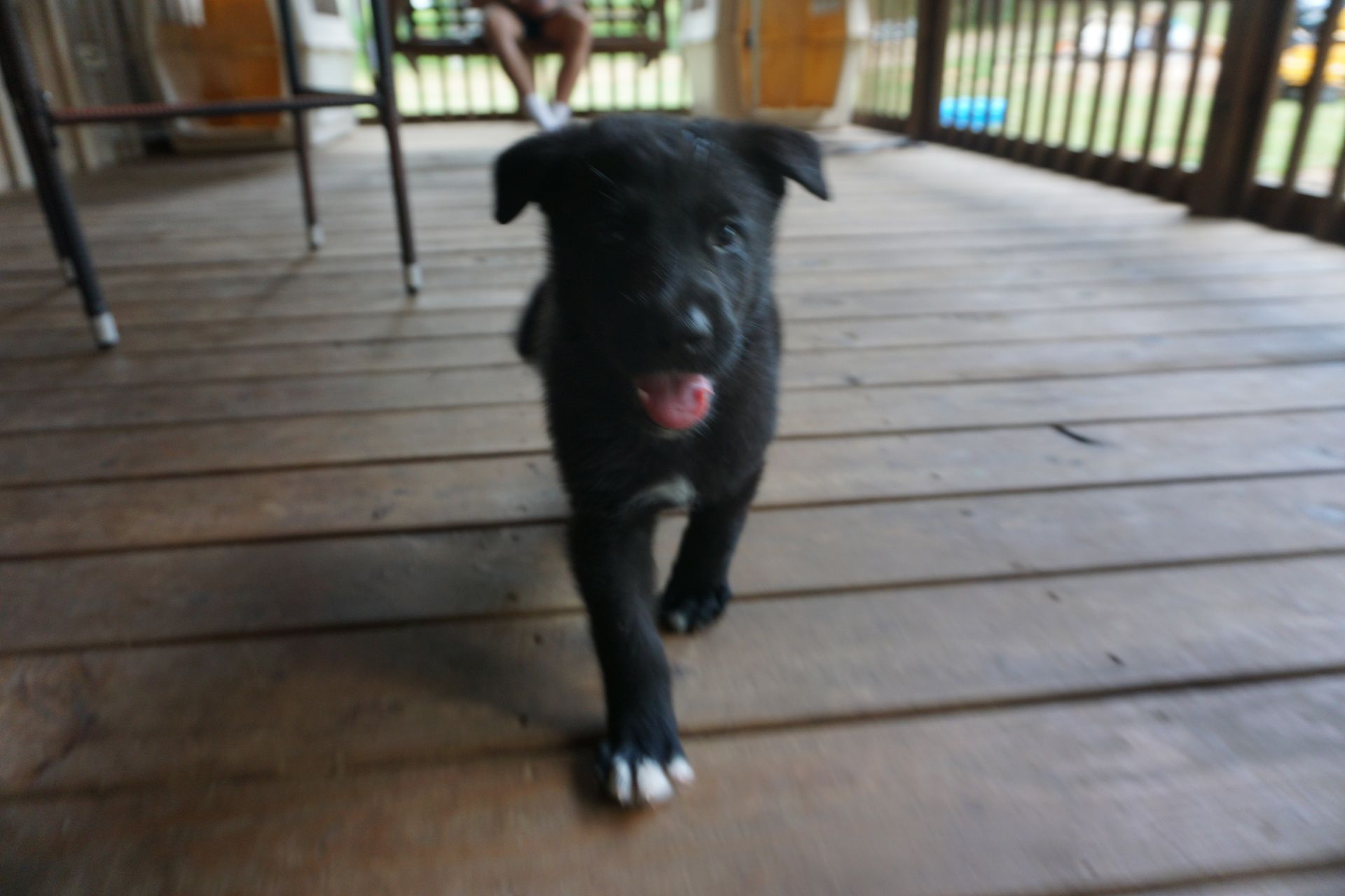 A black puppy is walking on a wooden deck