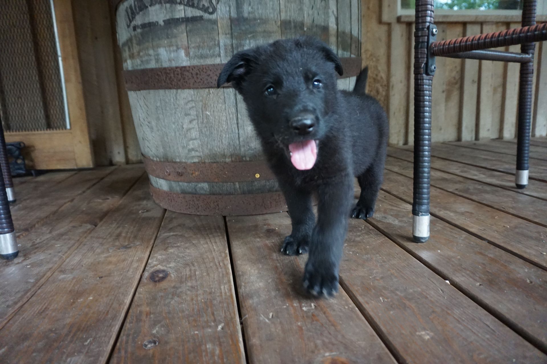 A black german shepherd puppy is standing on a wooden deck.