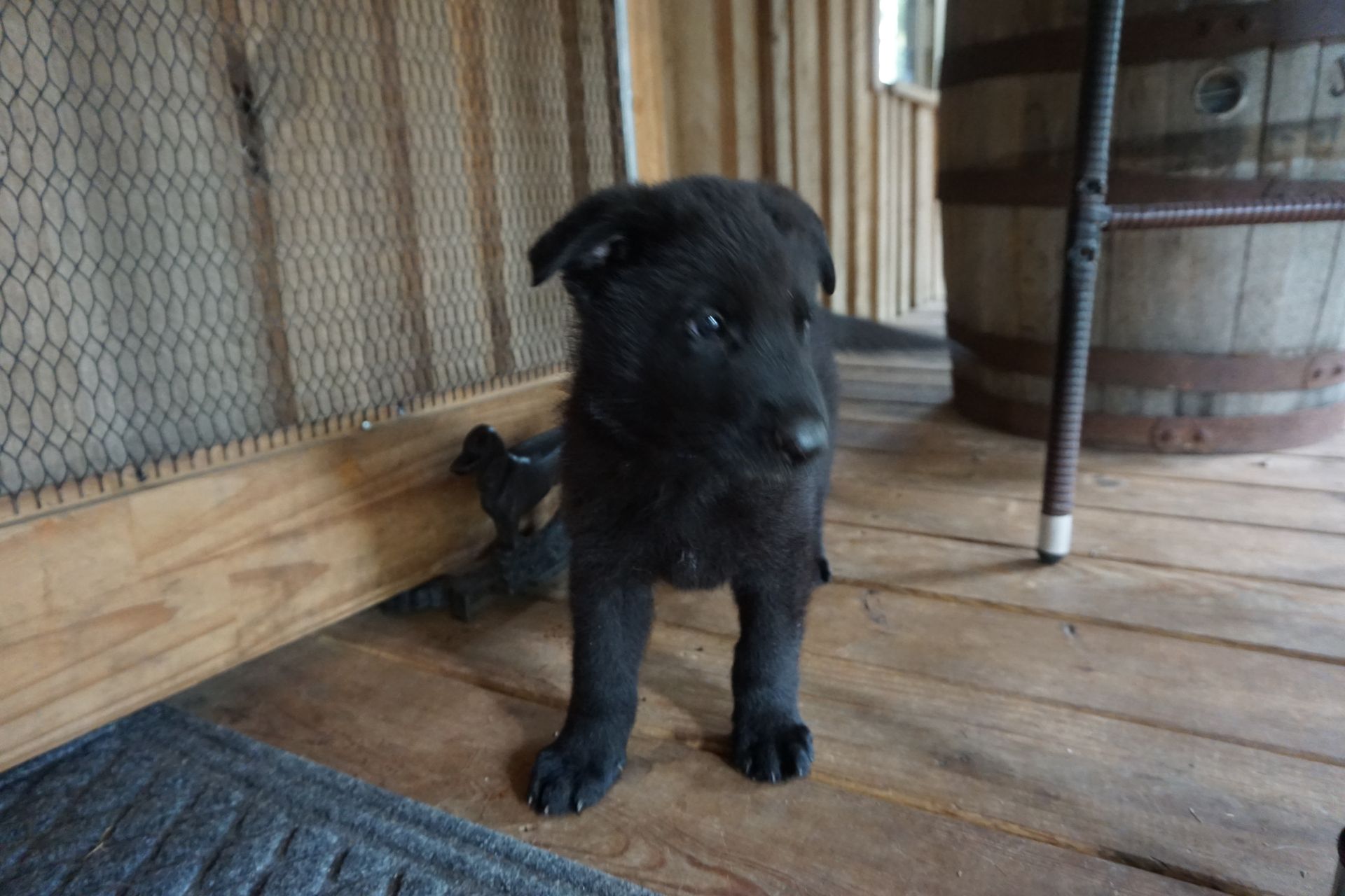 A black puppy is standing on a wooden floor next to a barrel.