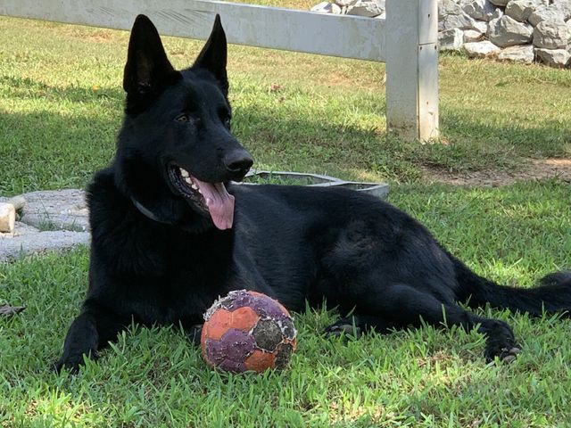 East german shepherd cheap puppies for sale