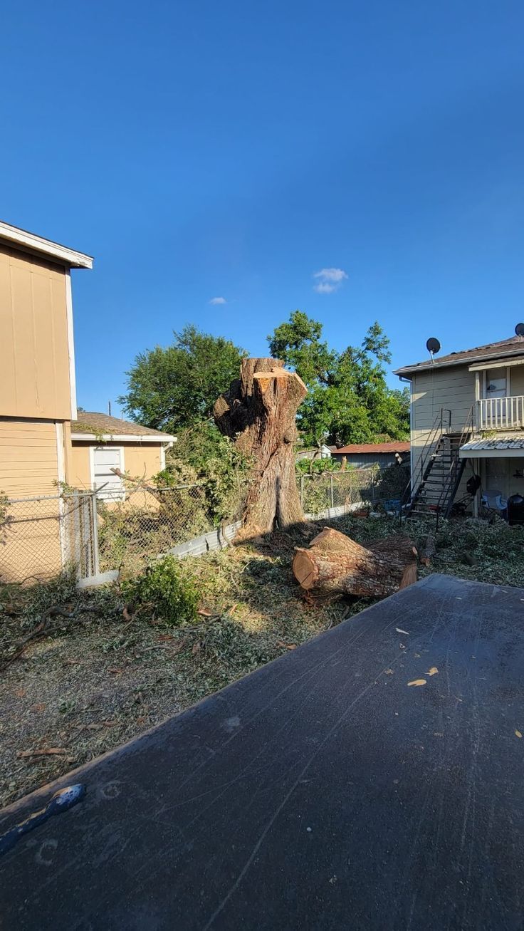 A large tree trunk stands in a backyard after being severely pruned, surrounded by scattered branches near two houses.