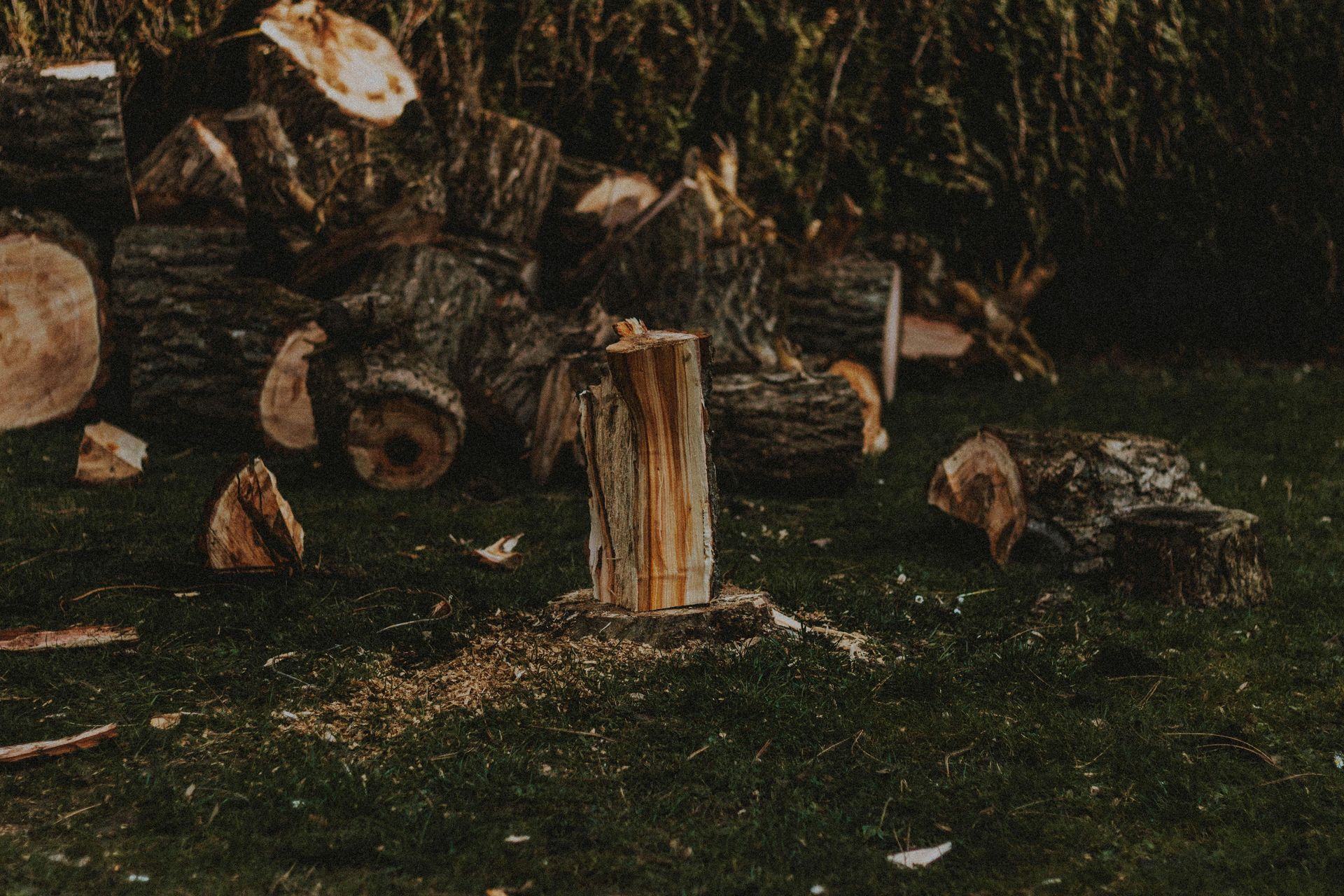 A pile of chopped firewood and a single upright log resting on a grassy lawn.