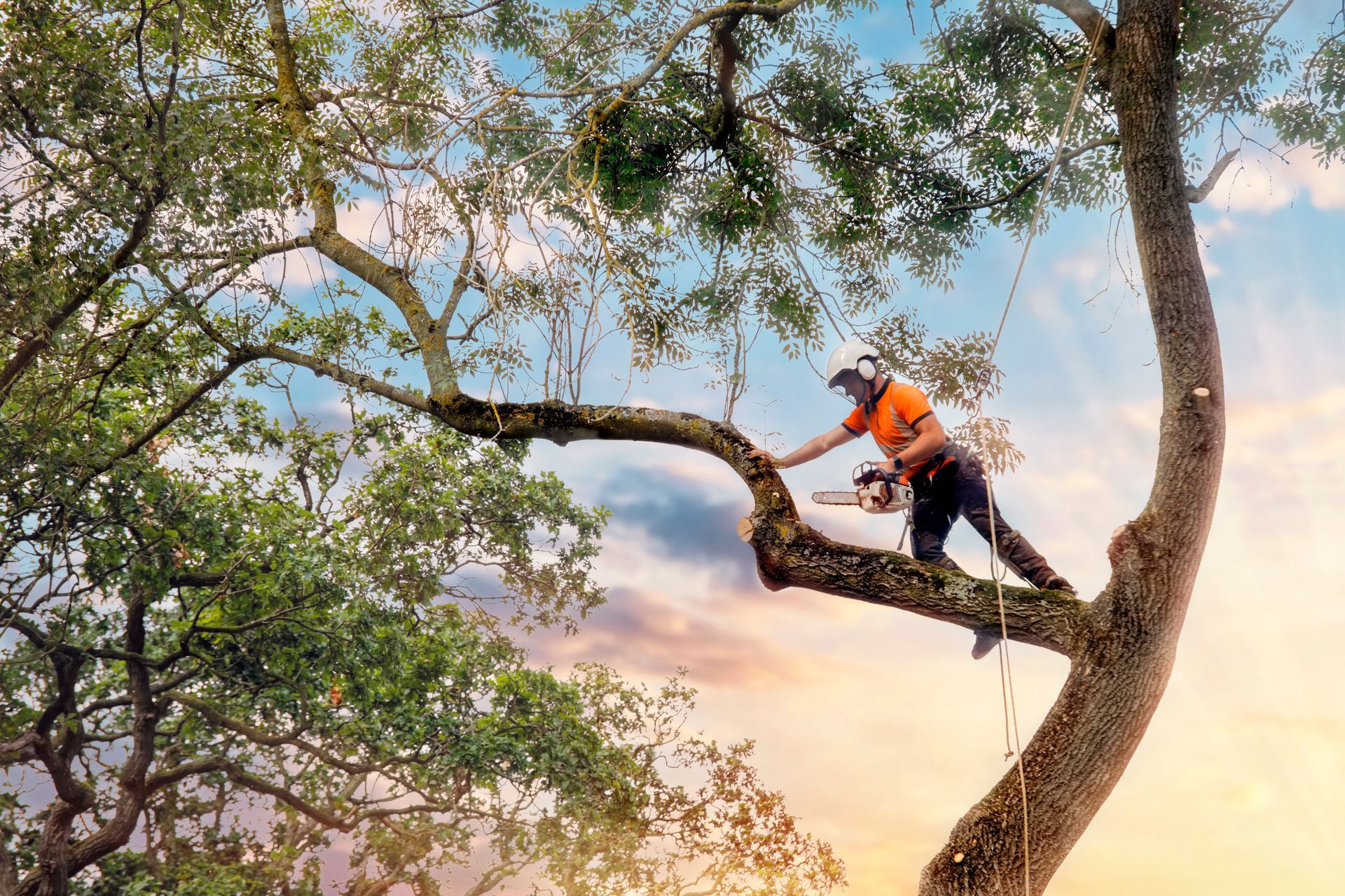 An arborist in high-visibility gear climbs a tree to prune a branch with a chainsaw against a sunset sky.