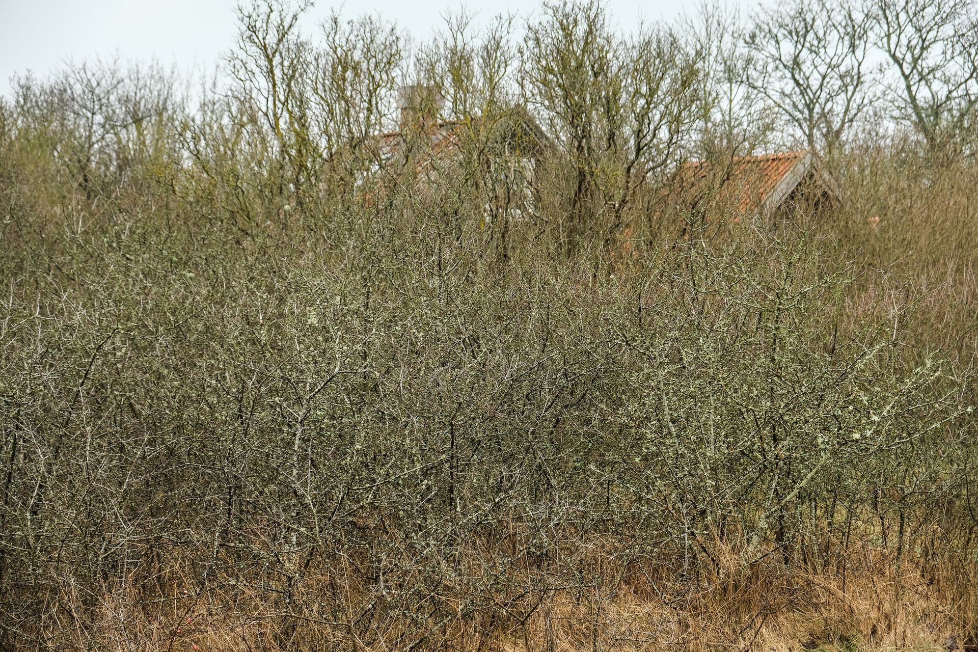 A stump grinder is cutting a tree stump in a yard.