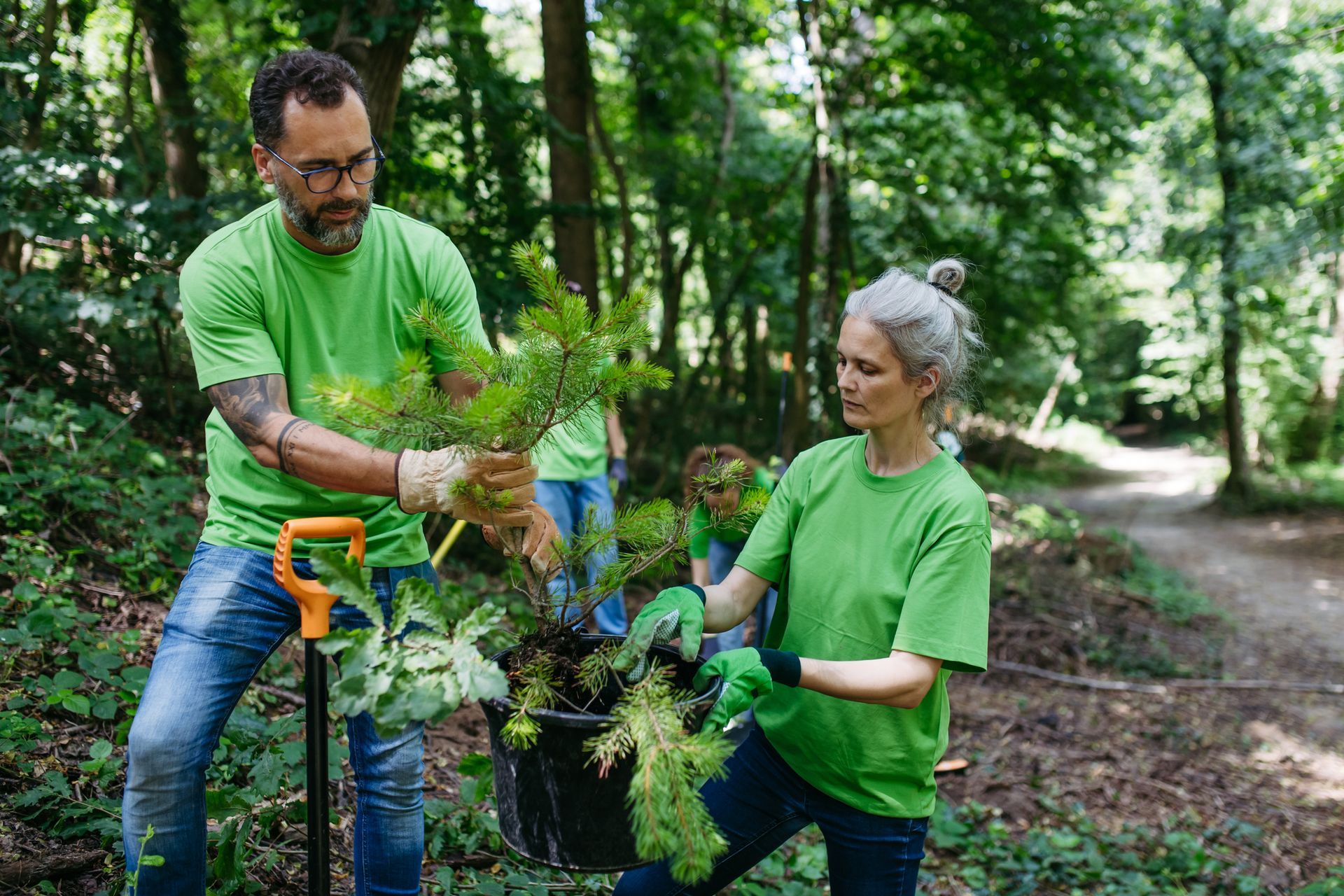 Team performing tree care services planting young sapling in forest restoration project. Team performing tree care services planting young sapling in forest restoration project.