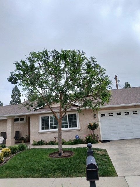 Tree in front of a tan house with white trim, green lawn, and a mailbox. Overcast sky.