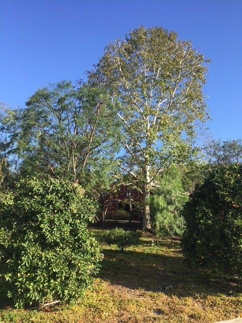 A large tree with a white trunk and green leaves against a blue sky, surrounded by smaller green bushes.