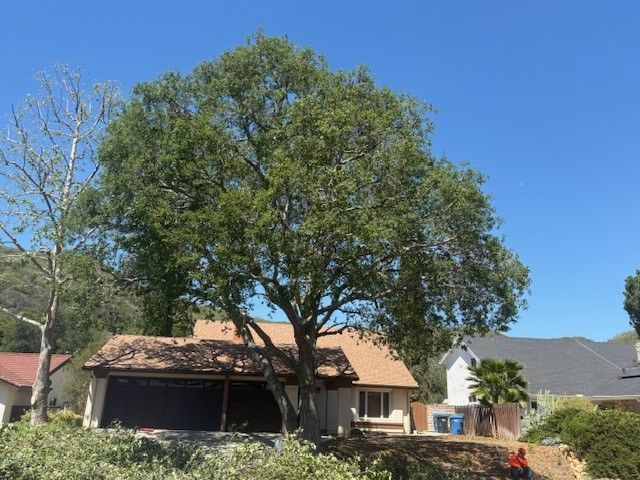 Large leafy tree over a house with a brown roof and blue sky.