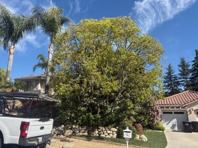 Large tree in front of a house, sunny day, with a white truck on the left.
