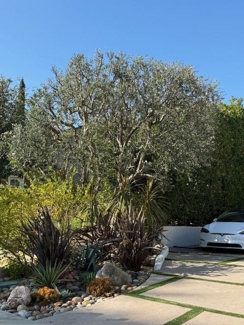 A mature olive tree with silver leaves, surrounded by greenery and a white car on a sunny day.