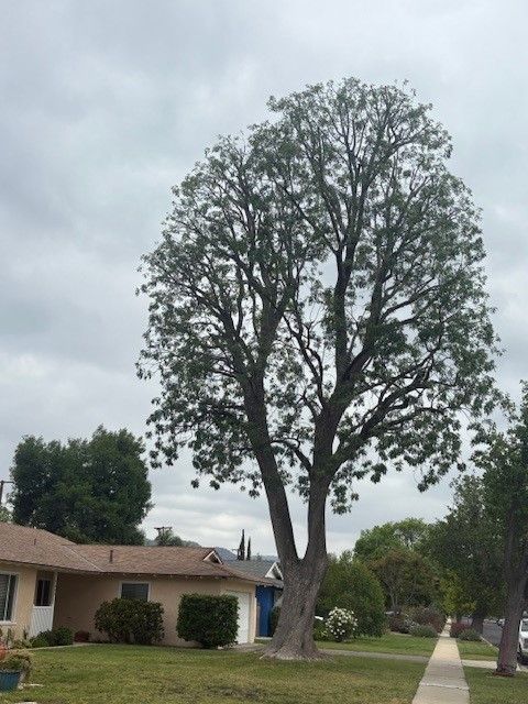 A large tree in a residential yard stands tall against a cloudy sky.