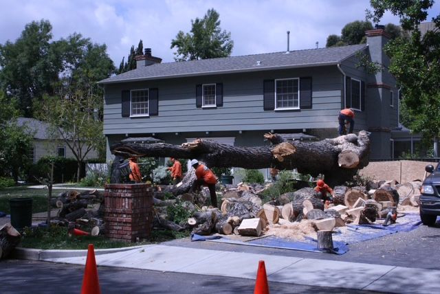 Tree removal crew cutting fallen tree near house. Orange safety vests, blue tarp, logs, street, and blue house.