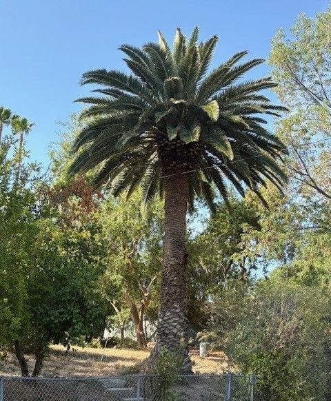 Tall palm tree with a thick trunk and green fronds, against a blue sky.